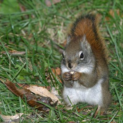 Squirrel standing and eating