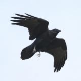 Raven above