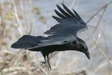 Raven about to land along the riverbank