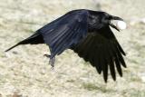 Raven in early part of flight