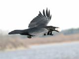 Raven in level flight