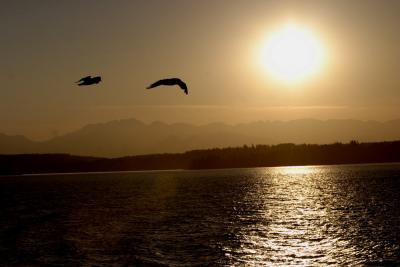 Sunset 2 Gulls