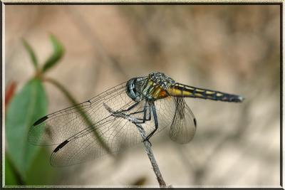 dragonflyframe.jpg