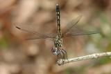 dragonfly.jpg