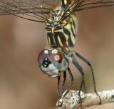 dragonflycrop.jpg