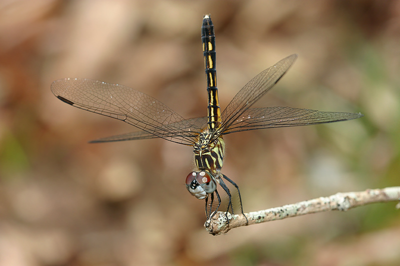 dragonfly.jpg