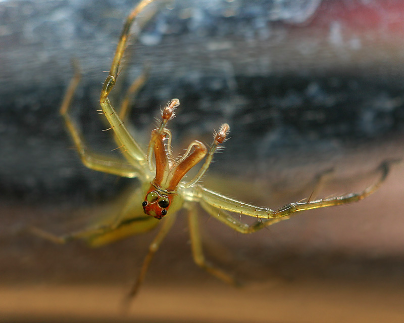 100mmspider.jpg