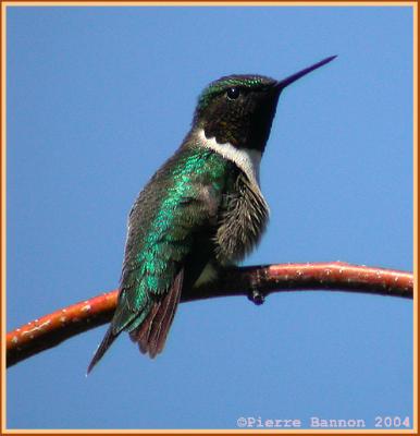 Colibri  gorge rubis (Ruby-throated Hummingbird)