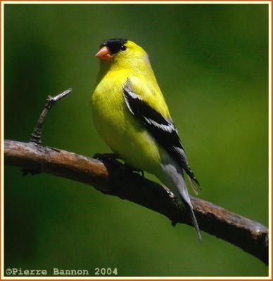 Chardonneret jaune (American Goldfinch)