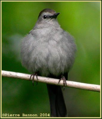 Moqueur chat (Gray Catbird)