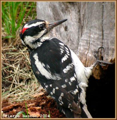 Pic chevelu (Hairy Woodpecker)