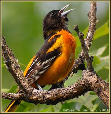 Oriole de Baltimore (Baltimore Oriole)