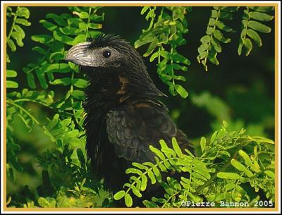 Ani  bec cannel (Groove-billed Ani)