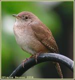 Troglodyte familier (House Wren)