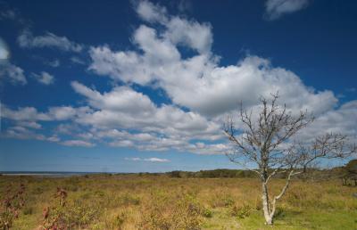 Martha's Vineyard Gallery