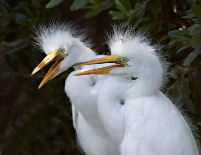 Great Egret Chicks