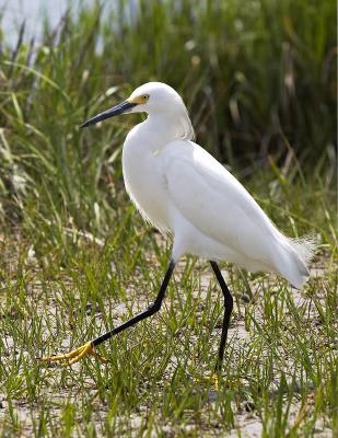 Snowy Egret