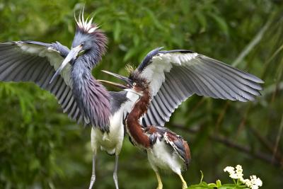 Tri-Colored Heron and Chick