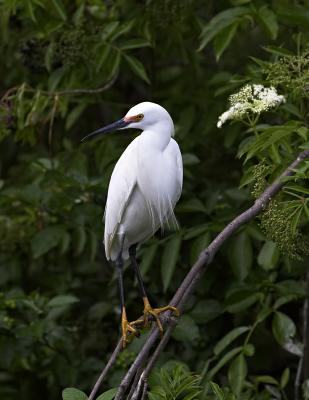 Snowy Egret