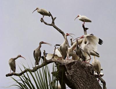 Ibis Hotel