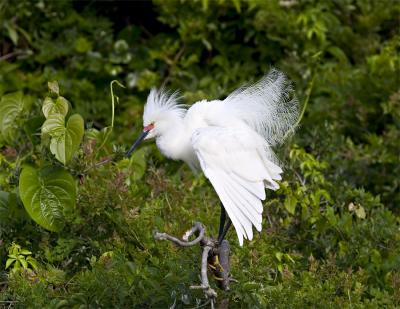 Snowy Egret