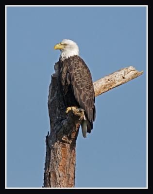 Bald Eagle...again