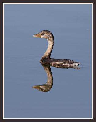 Pied-Billed Grebe