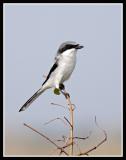 Shrike