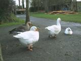Irish Ducks