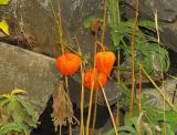 Pumpkin Plant