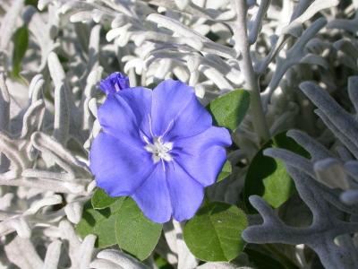 u46/petesie/medium/29629593.BlueDazewithDustyMiller.jpg