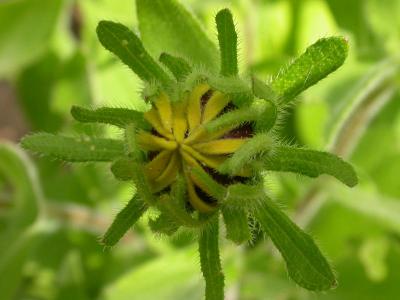 Black-eyed Susan Bud