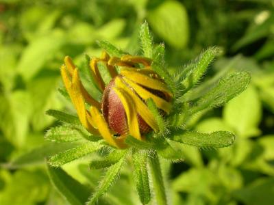 Black-eyed Susan bud a couple of days later