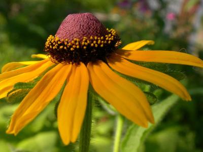 Side View Black-eyed Susan