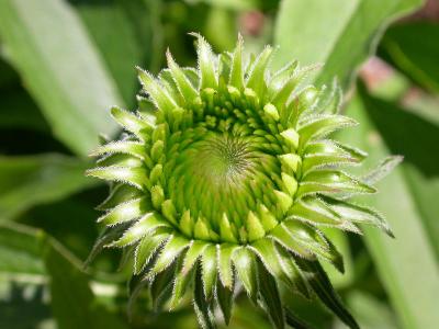 From bud....to