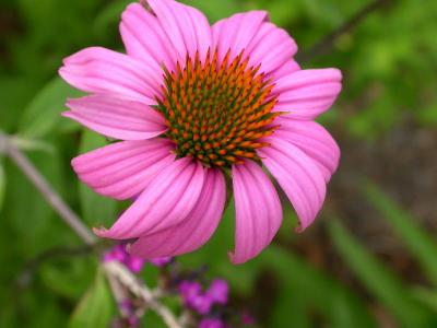 Purple Coneflower  to......