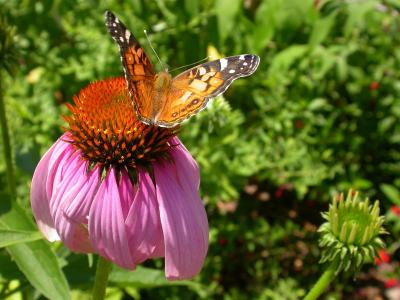 Purple coneflower with American Painted Lady!