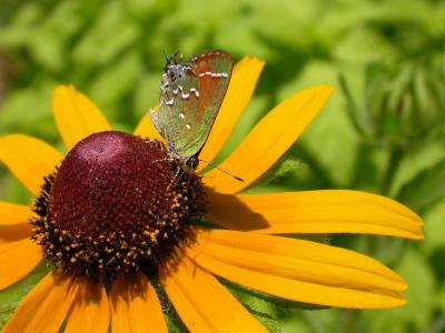 A butterfly finds my first Black-eyed Susan