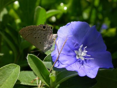 Butterfly on Blue Daze
