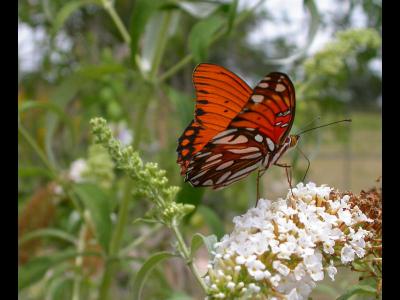 Gulf Fritillary on Butterfly Bush