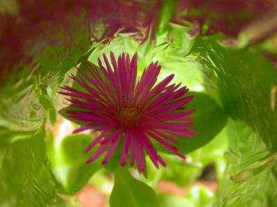 Ice plant