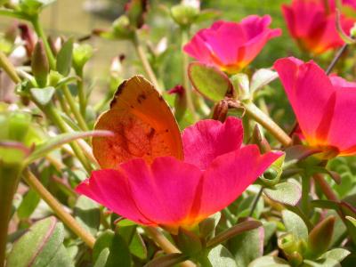 DSCN8335  Butterfly on Purslane