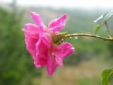 Just a little rose after the rain