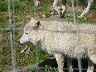 Parc_Omega_13.JPG