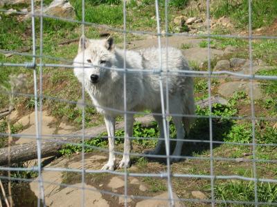 Parc_Omega_14.JPG