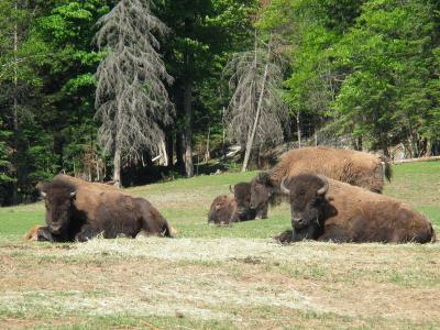 Parc_Omega_18.JPG