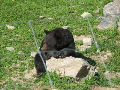 Parc_Omega_2.JPG