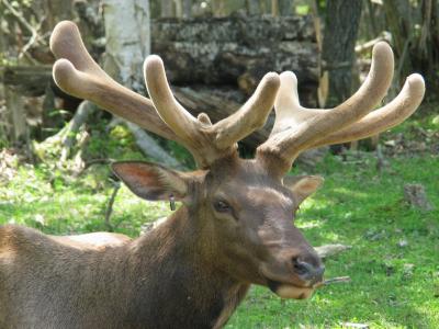 Parc_Omega_29.JPG