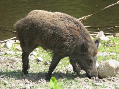 Parc_Omega_35.JPG