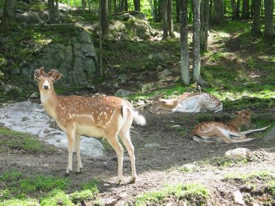 Parc_Omega_39.JPG